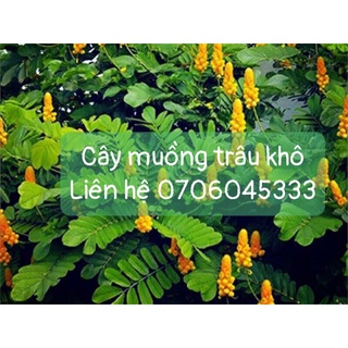 Cây muồng trâu phơi khô 1 ký