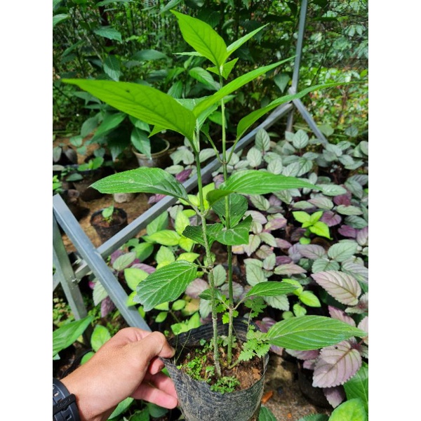 Cây lá cẩm nấu xôi