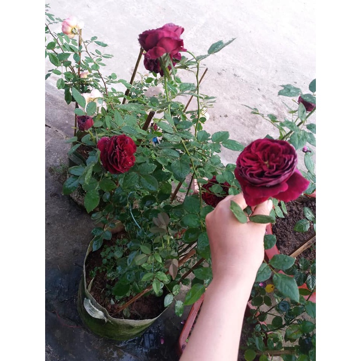 Hoa hồng ngoại The Prince Rose hoàng tử bóng đêm siêu thơm-HoaNgoaiMeLinh