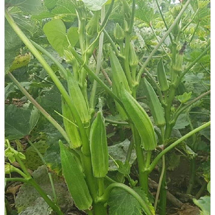 Hạt Giống Đậu Bắp Xanh Cao Sản Siêu Lùn - 10 Gram KNS2413