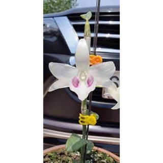 Cốc phi điệp 5 cánh trắng BẢO DUY (5ct)- hàng gieo hạt - hoa xổ số - hoa siêu đẹp giá rẻ