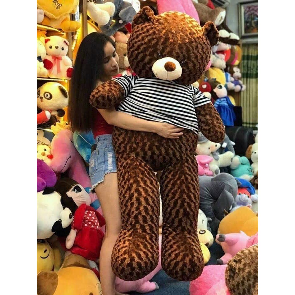 Gấu bông Teddy quốc dân size bự đáng yêu khổ 1m8 cao 1m6