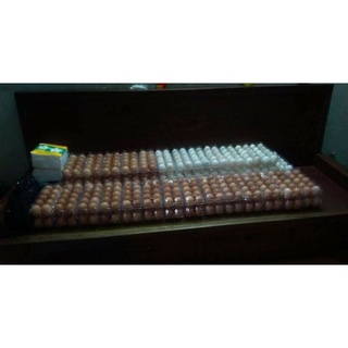 vĩ 10 trứng vịt lạc