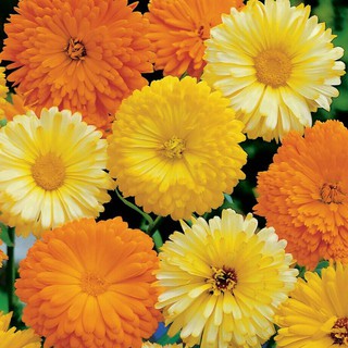 20 HẠT GIỐNG HOA CÚC SUSI NHIỀU MÀU