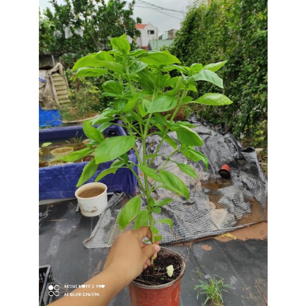 Cây basil - húng tây