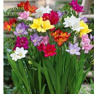 Bộ 4 củ giống hoa lan nam phi 4 màu - trắng hồng vàng đỏ