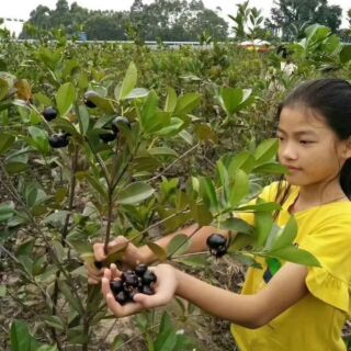 Cây chery nhiệt đới to cao 1,3 met