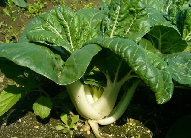 Hạt giống cải siro ngọt