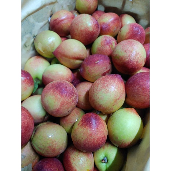HCM Free Ship - Đào Đỏ Sapa giòn ngọt 1kg