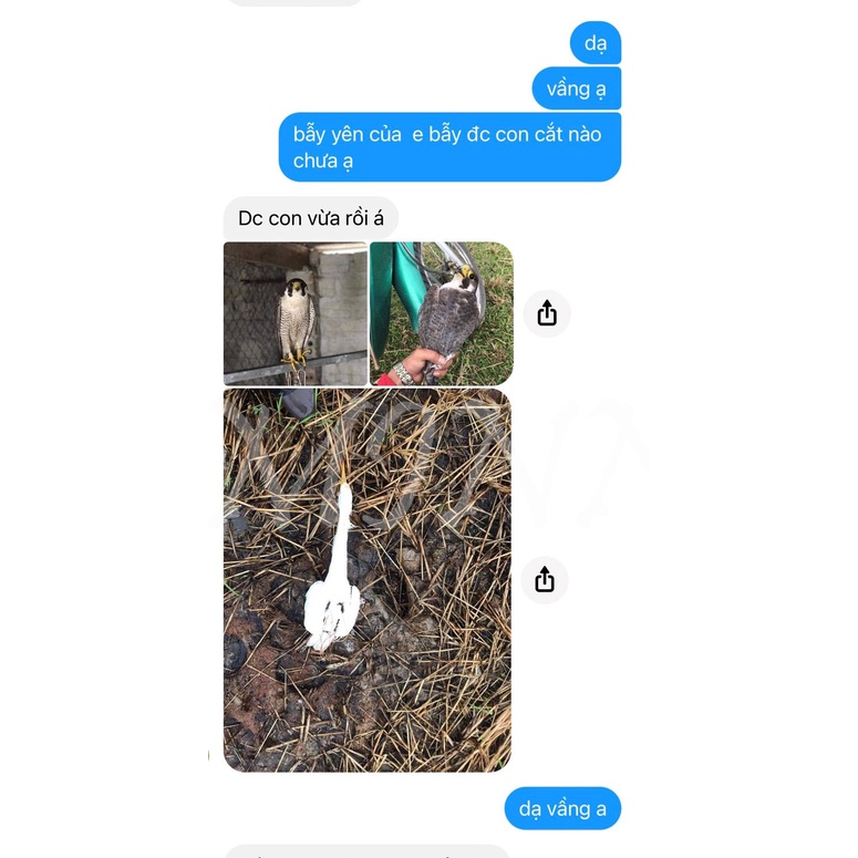 Bẫy chim cắt lớn bằng bẫy yên buộc lên lưng chim bồ câu