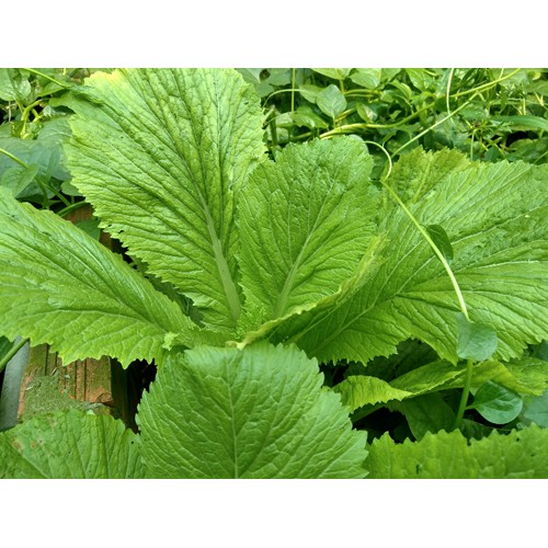 1KG Hạt giống rau Cải Bẹ Vàng cao sản