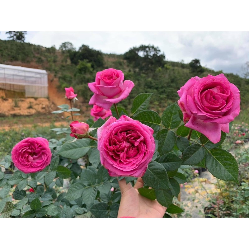 Hoa hồng ngoại Bernadette Lafont - cây nguyên chậu