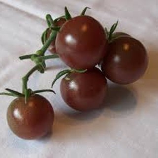 Hạt giống cà chua bi socola