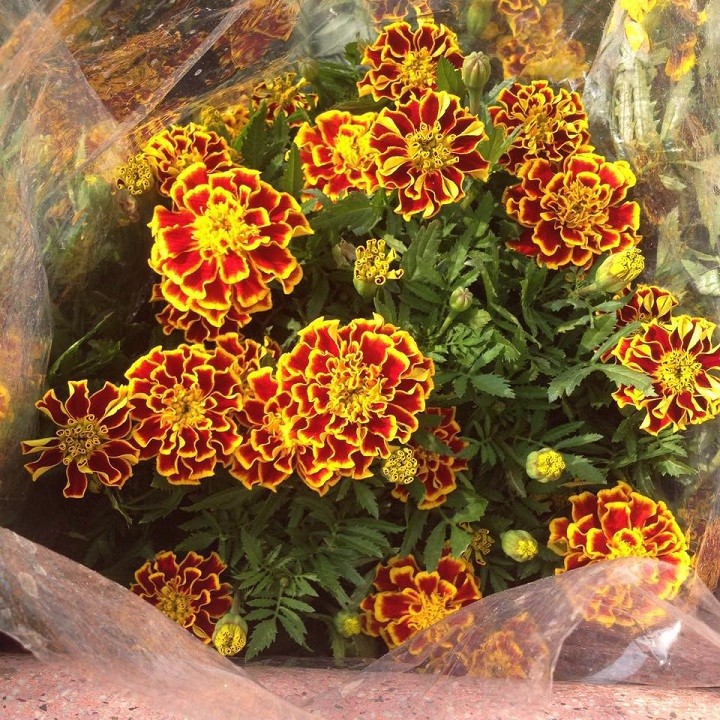 HẠT GIỐNG HOA CÚC VẠN THỌ PHÁP