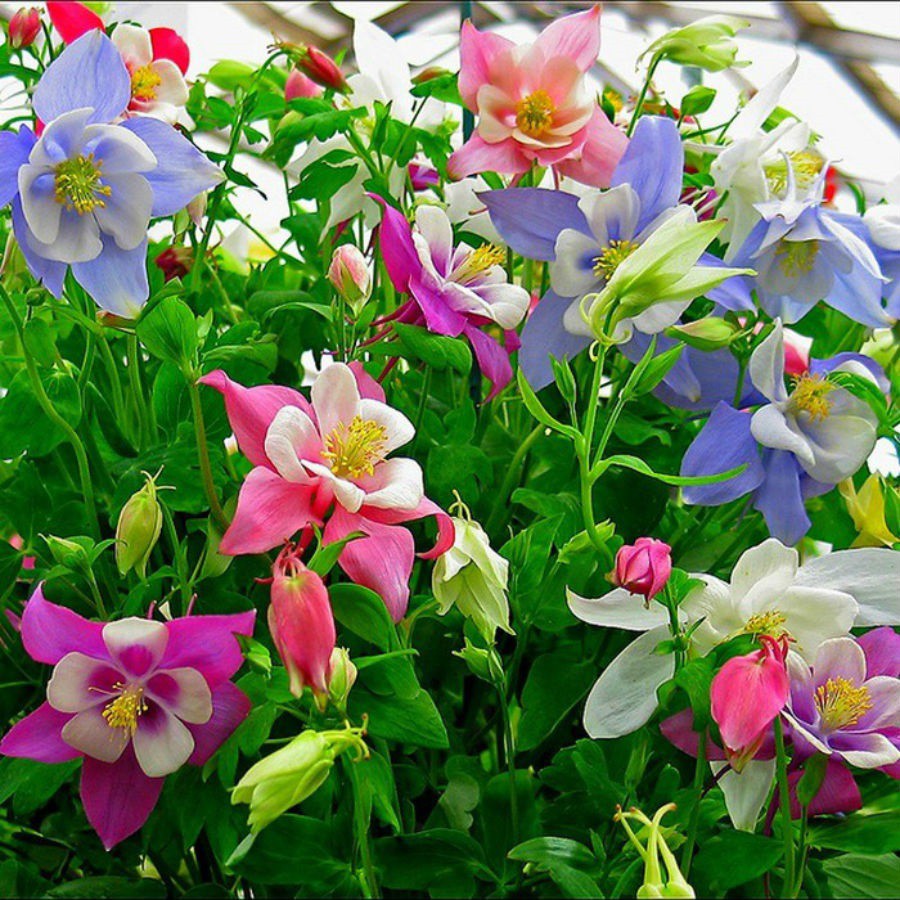 Hạt giống hoa Cỏ bồ câu
