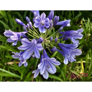 combo 2 củ giống HOA THANH ANH