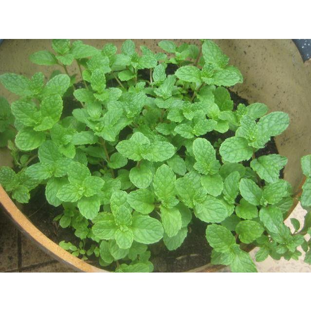 Hạt giống cây bạc hà (húng lủi, bạc hà âu) 100 hạt