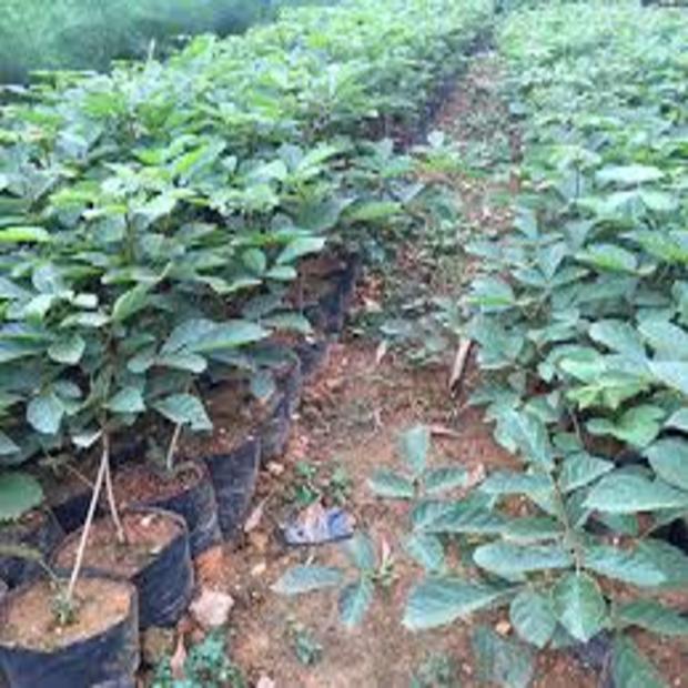 02 CÂY GIỐNG PHONG LINH Hoa VÀNG 981SP 982sp