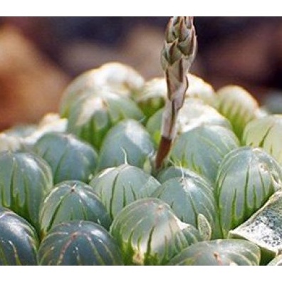 Hạt giống Sen đá Kim Cương