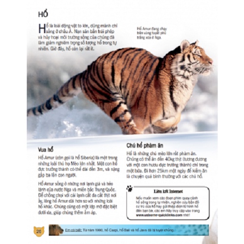 Sách - Bách Khoa Tri Thức Về Khám Phá Thế Giới Cho Trẻ Em - Các Loài Mèo Lớn (Bìa Cứng)