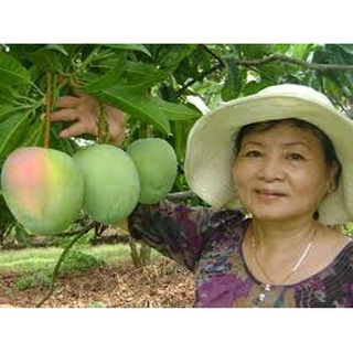 Cây Giống Xoài Úc