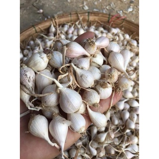 0.5kg tỏi cô đơn lý sơn - cam kết chính gốc - chất lượng