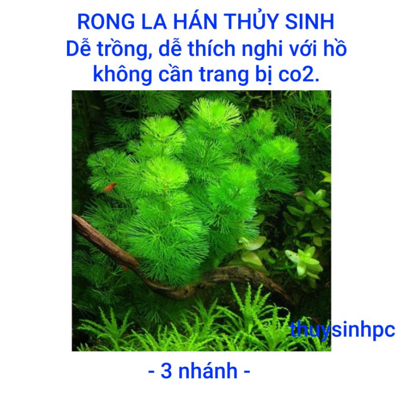 3 nhánh rong la hán trang trí bể thủy sinh cá cảnh