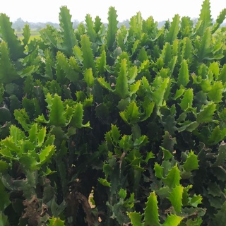 xương rồng ba cạnh ( xương rồng ông) - 1 thân