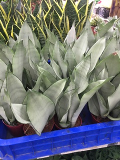 Lưỡi hổ bạch kim chậu 1 cây