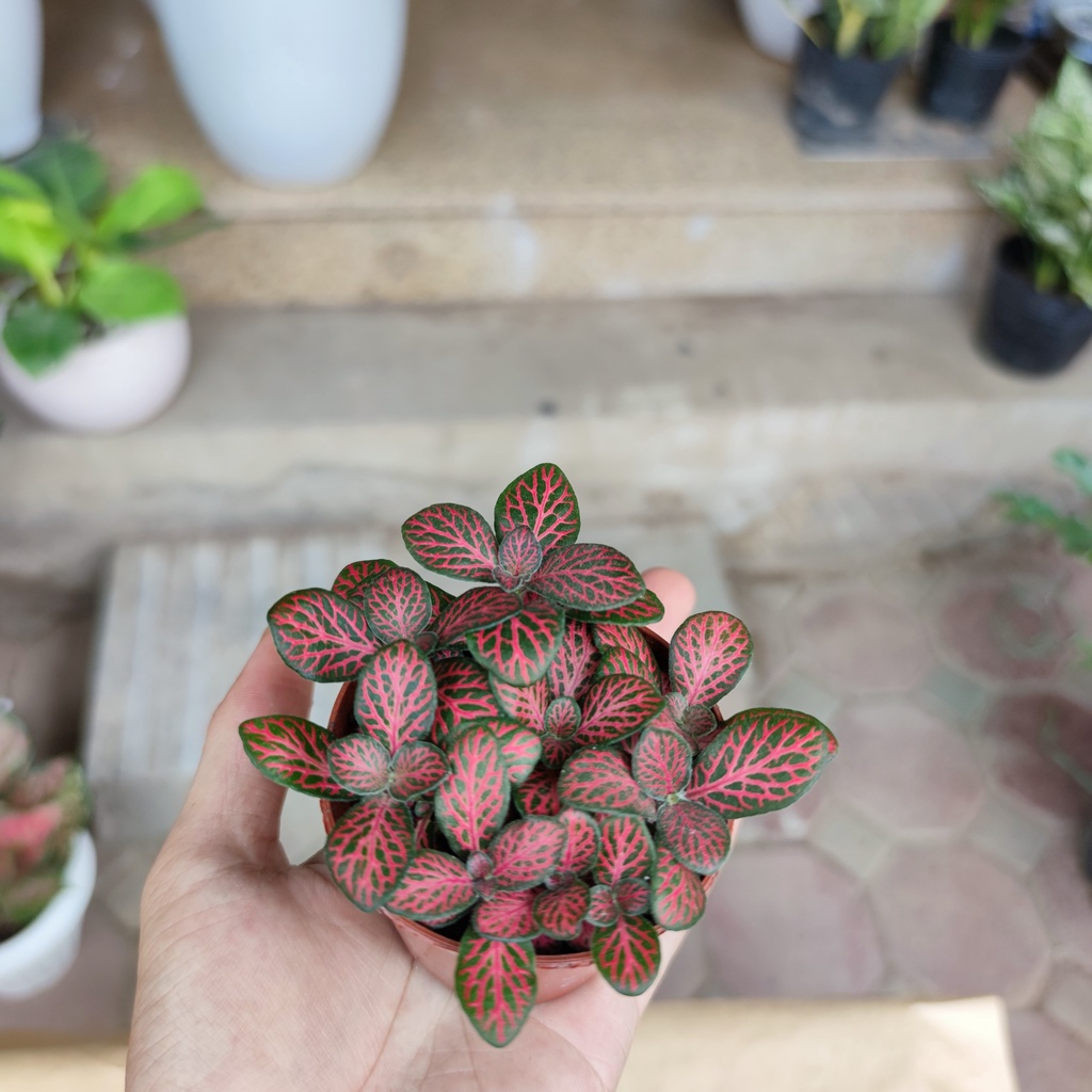Cây cẩm nhung nhiều màu cực xinh để bàn,cây may mắn để bàn nhiều màu