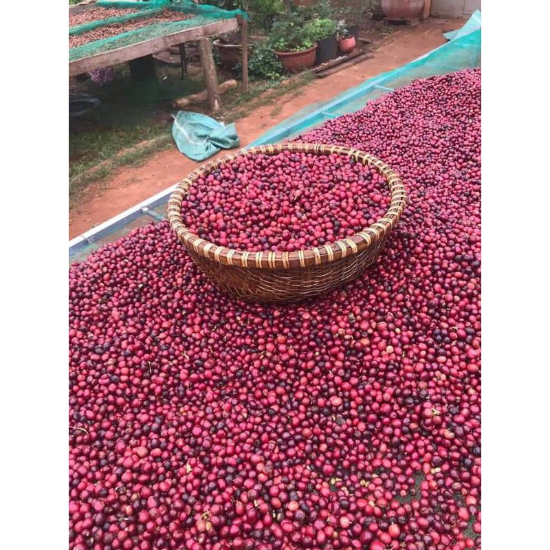 500g nhân cà phê lâm đồng phơi khô về tự rang xay nguyên chất