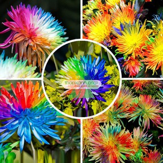 Hạt giống Cúc cầu vồng Mesa, Hoa Mười giờ Nam Phi nhiều màu dễ trồng