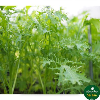 Hạt Giống Cải Đuôi Phụng