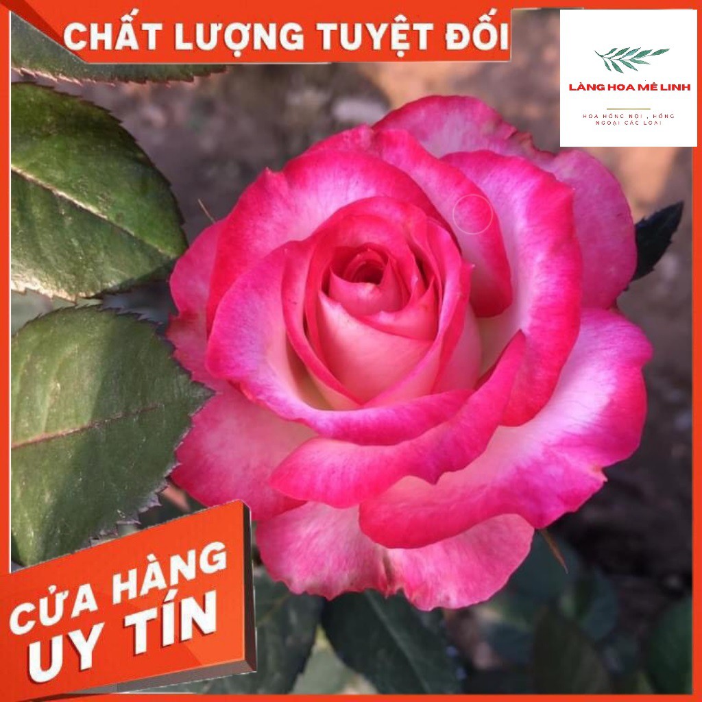 Cây Hoa hồng Nội Sếu[ ️️FORM HOA CỰC ĐẸP️️ ] - VẺ ĐẸP ẢO DIỆU ẨN MÌNH DƯỚI CÁI TÊN  BÌNH DỊ️️ ️️