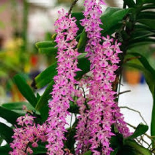 Hoa lan giáng thu (cây  cao 40cm,bộ rễ khỏe)+ 700g phân thỏ hữu cơ