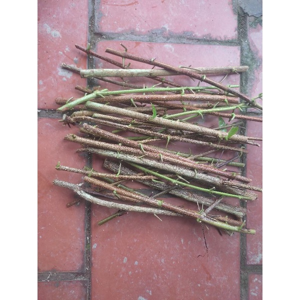 Cây lá cách, vọng cách, 1kg cành và thân cây tươi, không có lá