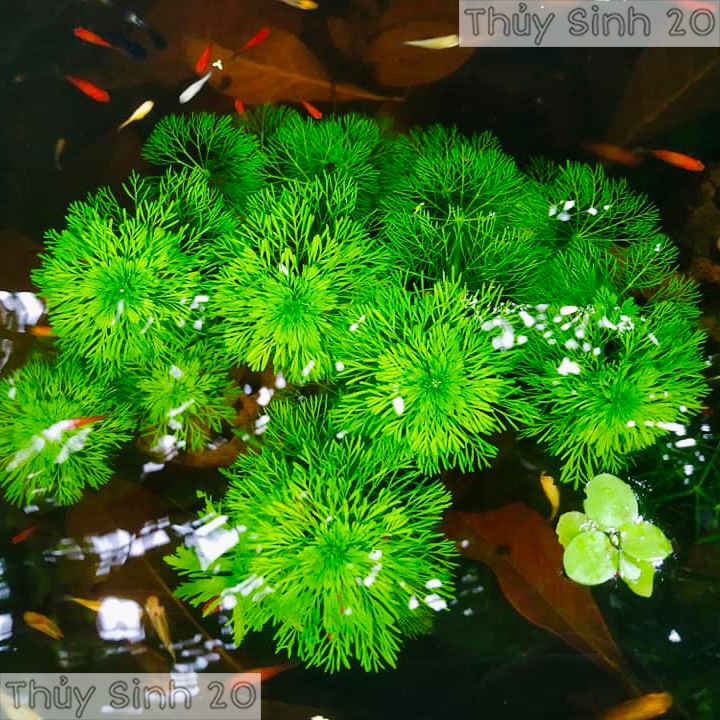1 nhánh tiểu bảo tháp thủy sinh