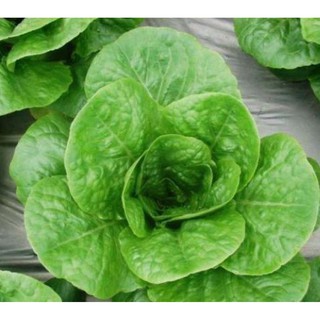 100h Hạt Giống Xà Lách Romaine - Chịu Nhiệt Siêu Ngon Gem (Lactuca sativa)