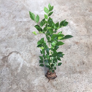 Cây Nguyệt quế - con giống