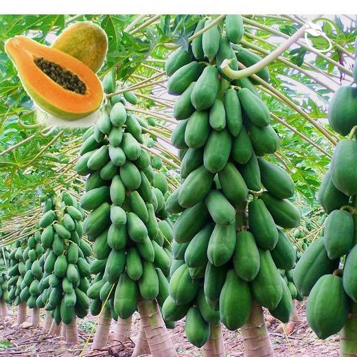 Hạt Giống Đu Đủ F1 Ruột Vàng 610 Phú Nông - Gói 10 hạt - Papaya Yellow Flesh