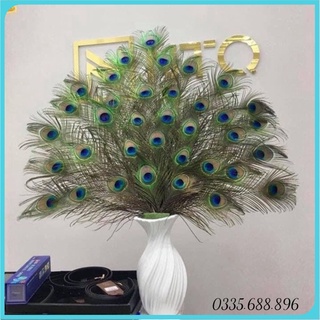 36 cành lông công loại ~90cm phát lộc mang lại vượng khí