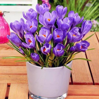 củ giống HOA NGHỆ TÂY mixx đủ màu-CỦ GIỐNG