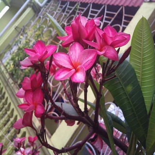 BẦU GIỐNG CÂY HOA ĐẠI ĐỎ