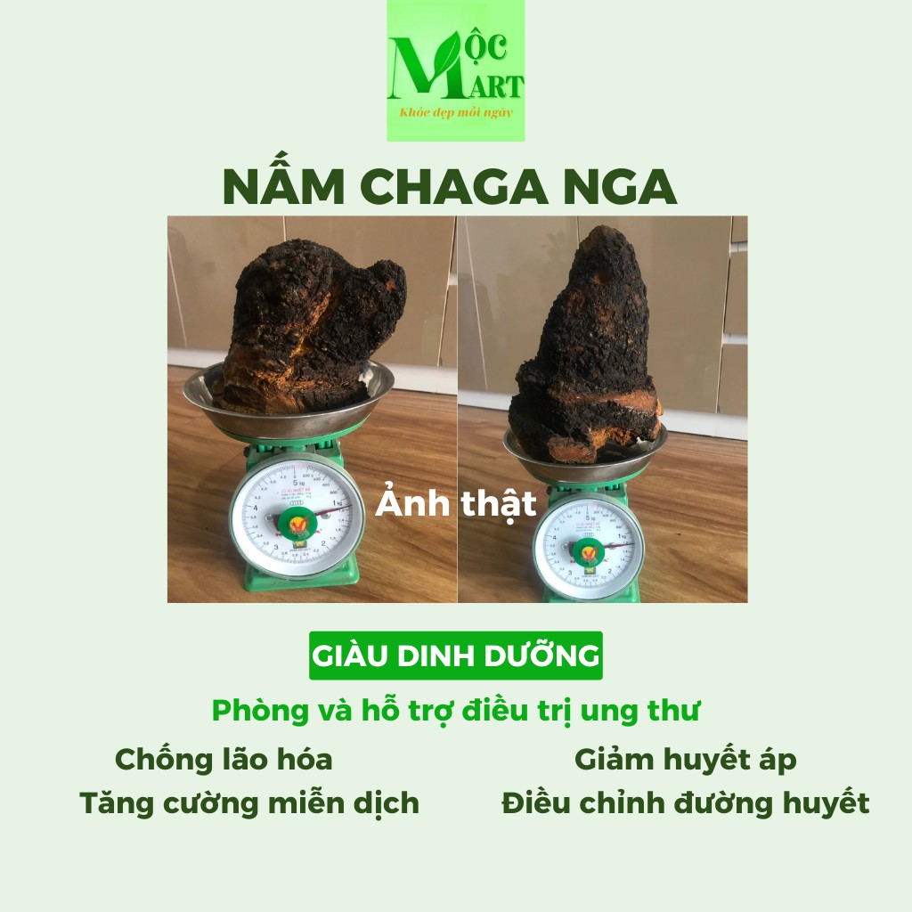 Nấm Chaga tự nhiên của Nga giàu dinh dưỡng, giảm đường huyết, mỡ máu, ngăn lão hóa, tăng hệ miễn dịch