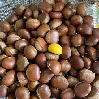 500gr Hạt dẻ Sapa