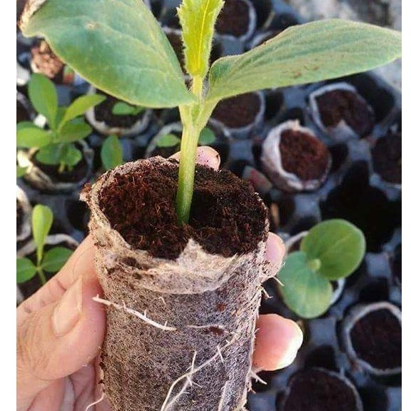 Viên nén xơ dừa ươm hạt giống, ươm cây đơn giản, hàng loại 1 viên to, dày