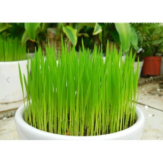 200 Hạt giống lúa nước Bonsai Nhật Bản