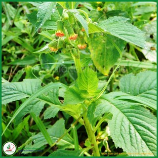 Hạt giống rau Kim Thất (rau Tàu bay) TN 2 - 1g