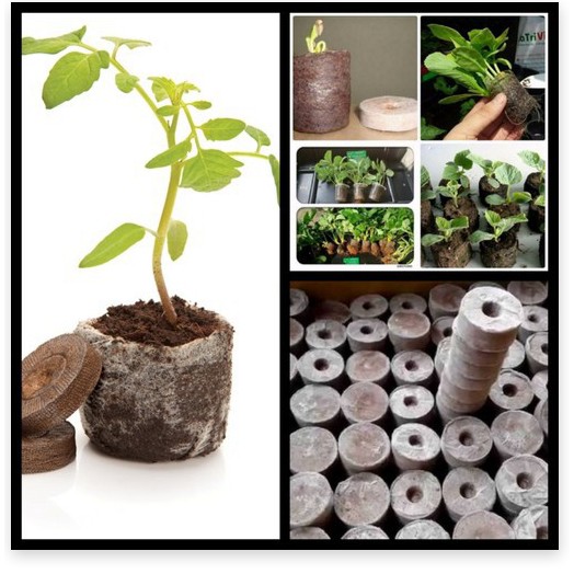 Thùng 1000 viên nén xơ dừa dùng gieo hạt trồng cây