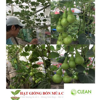 Hạt Giống Bầu Hồ Lô - Mini Siêu Kute 5 HẠT